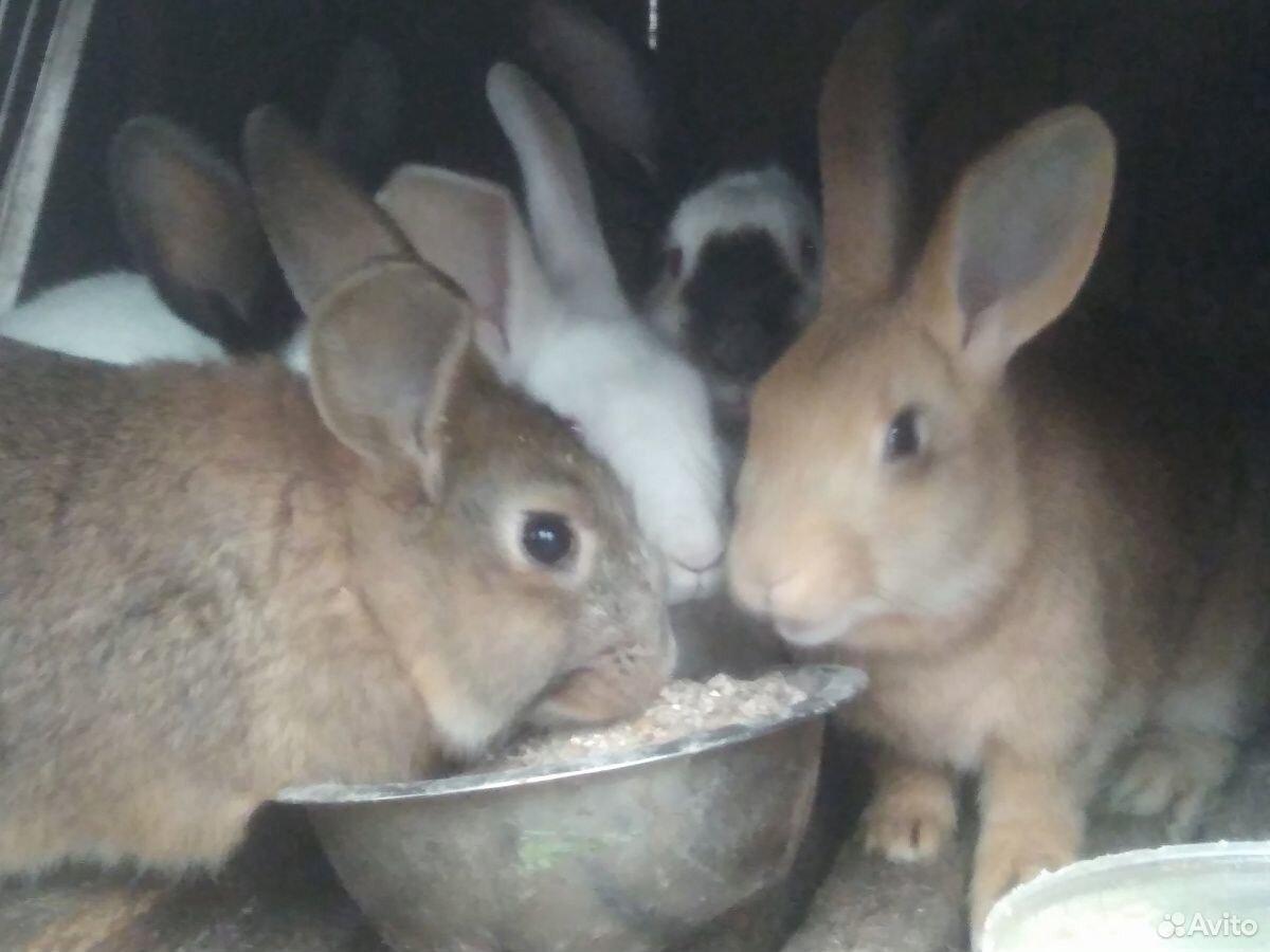 Кролики калифорния купить на Зозу.ру - фотография № 2