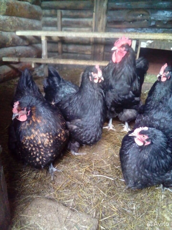 Яйца, цыплята купить на Зозу.ру - фотография № 2