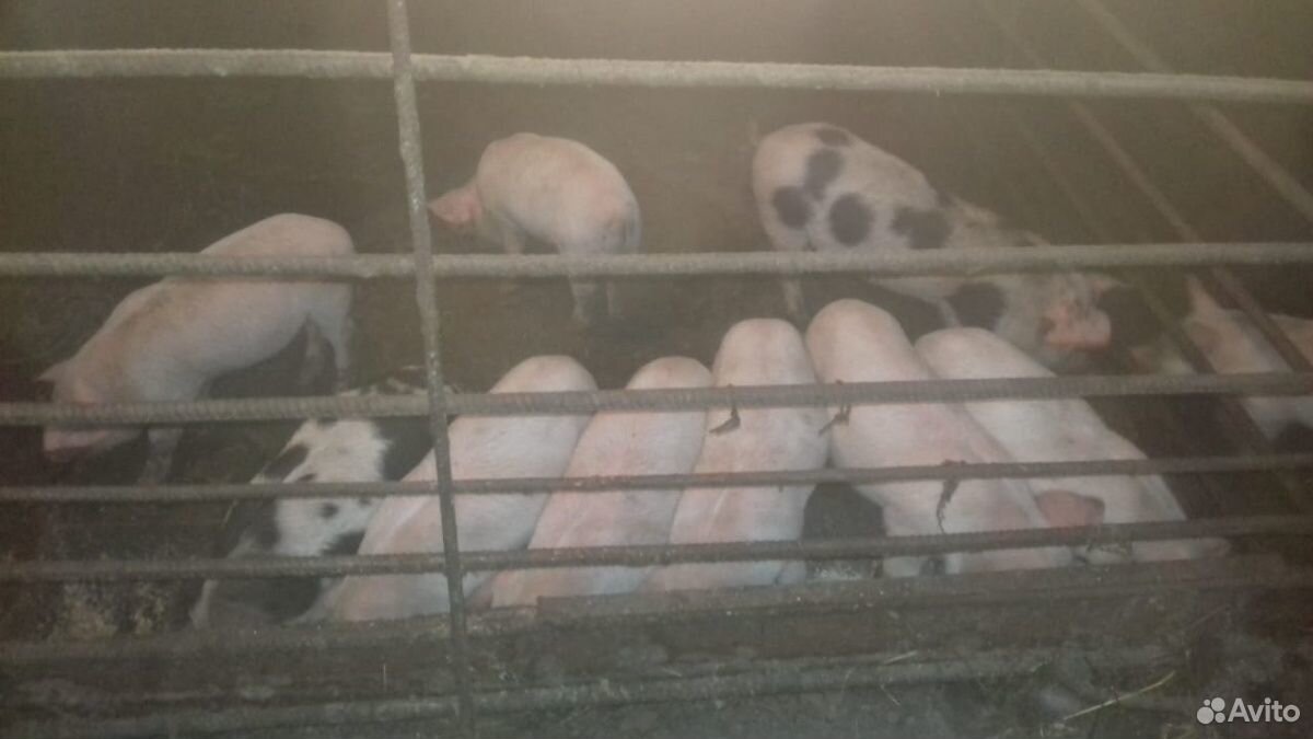 Поросята, мясо свиньи купить на Зозу.ру - фотография № 2