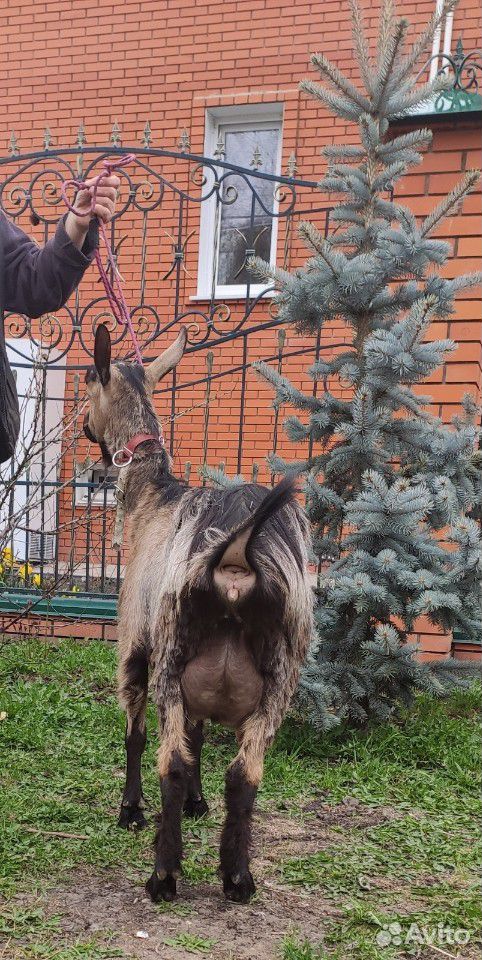 Дойная альпийская коза купить на Зозу.ру - фотография № 2