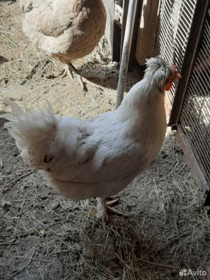Продам инкубационное яйцо от хохлатых домашних кур купить на Зозу.ру - фотография № 4