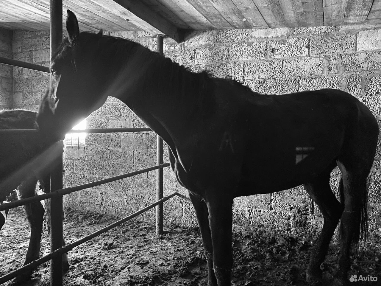 Лошадь Помесь кобылка 3 лет рысистая купить на Зозу.ру - фотография № 2