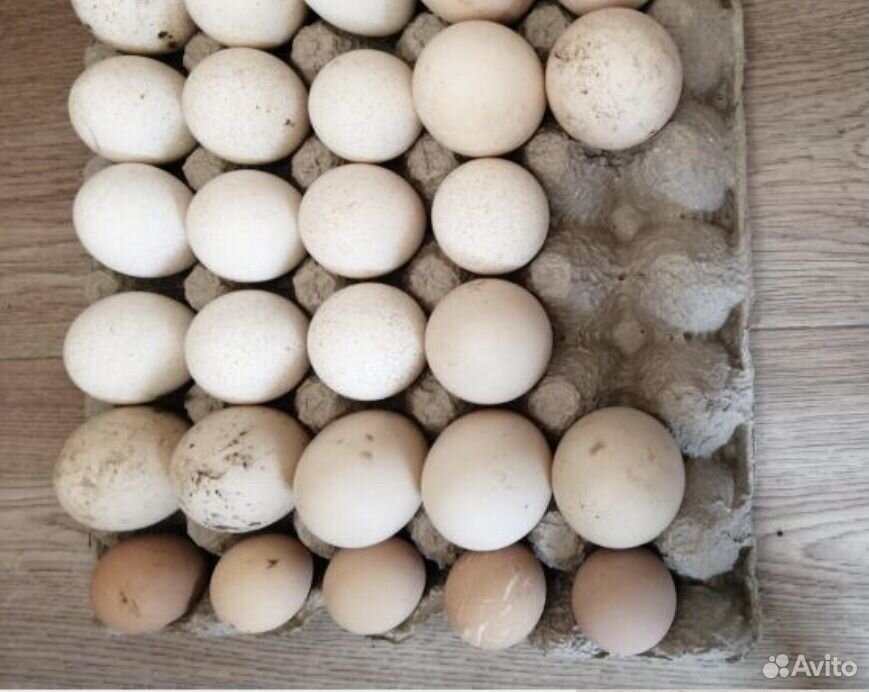 Павлиньи яйца купить на Зозу.ру - фотография № 1