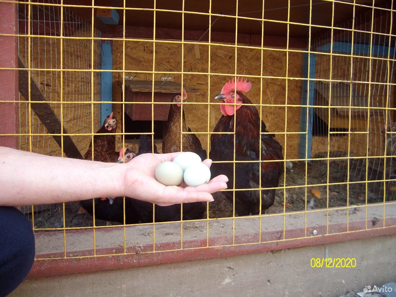Яйцо и цыплята породной птицы купить на Зозу.ру - фотография № 8