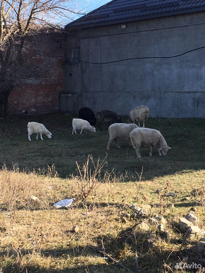 4 Овцы и 8 ягнят купить на Зозу.ру - фотография № 2