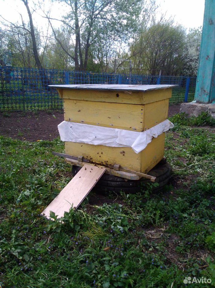 Пчелосемьи купить на Зозу.ру - фотография № 5