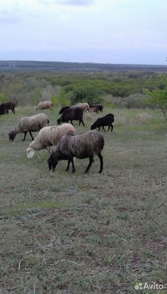 Продаю овец купить на Зозу.ру - фотография № 3