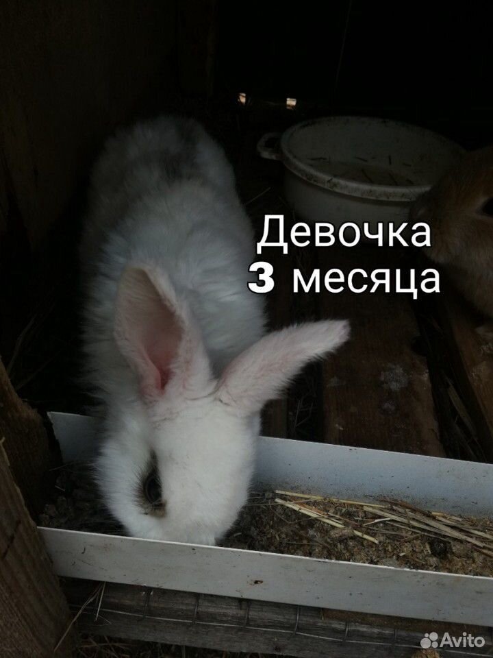 Полумясные кролики купить на Зозу.ру - фотография № 3