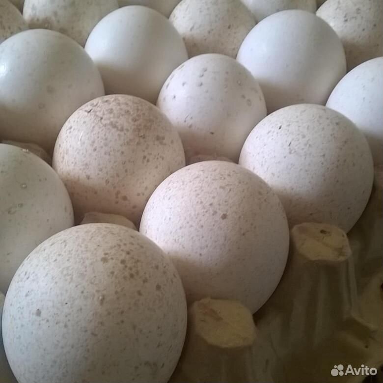 Яйца индюшиных, с Калиновское купить на Зозу.ру - фотография № 1