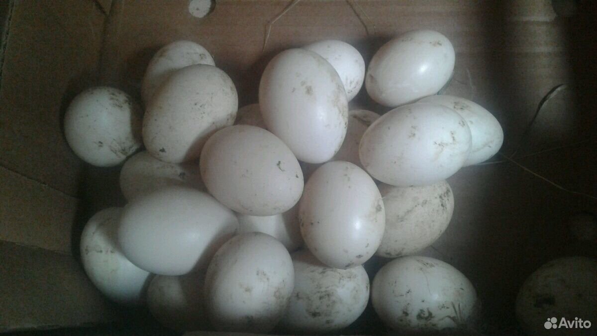 Индоутиное яйцо купить на Зозу.ру - фотография № 2