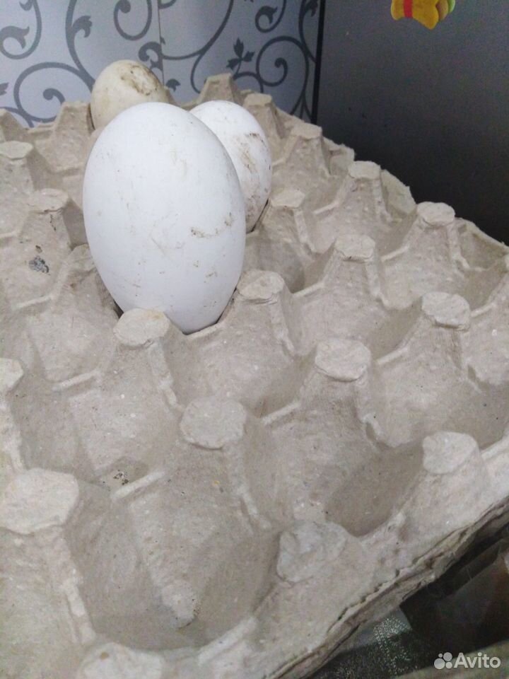 Инкубационное яйцо гусей купить на Зозу.ру - фотография № 1