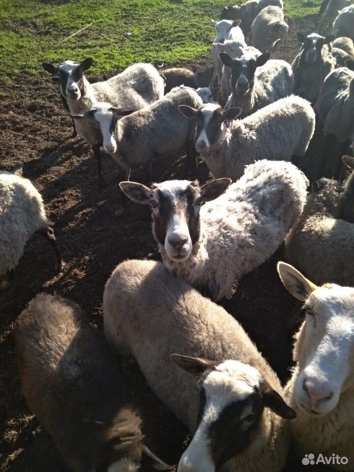Овцы бараны ягнята купить на Зозу.ру - фотография № 6