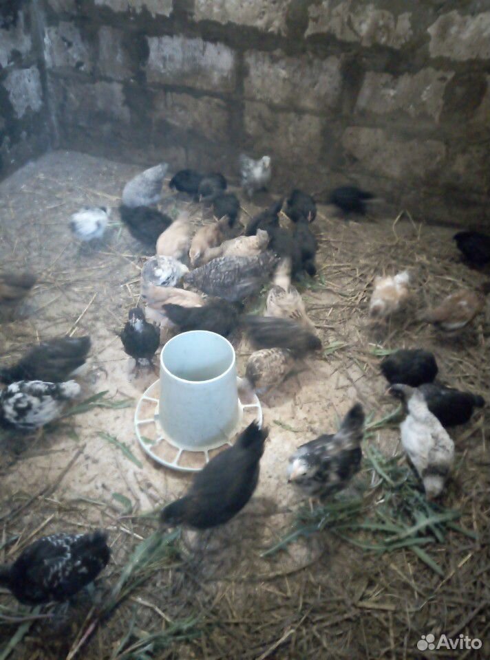 Цыплята домашние, яйцо купить на Зозу.ру - фотография № 8