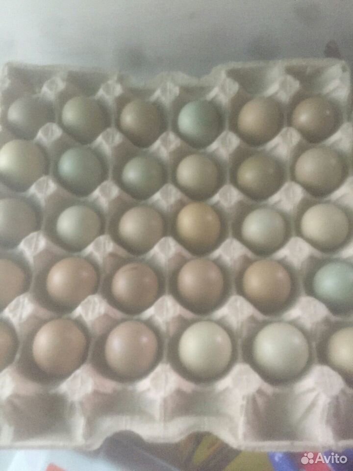 Яйцо фазана купить на Зозу.ру - фотография № 1