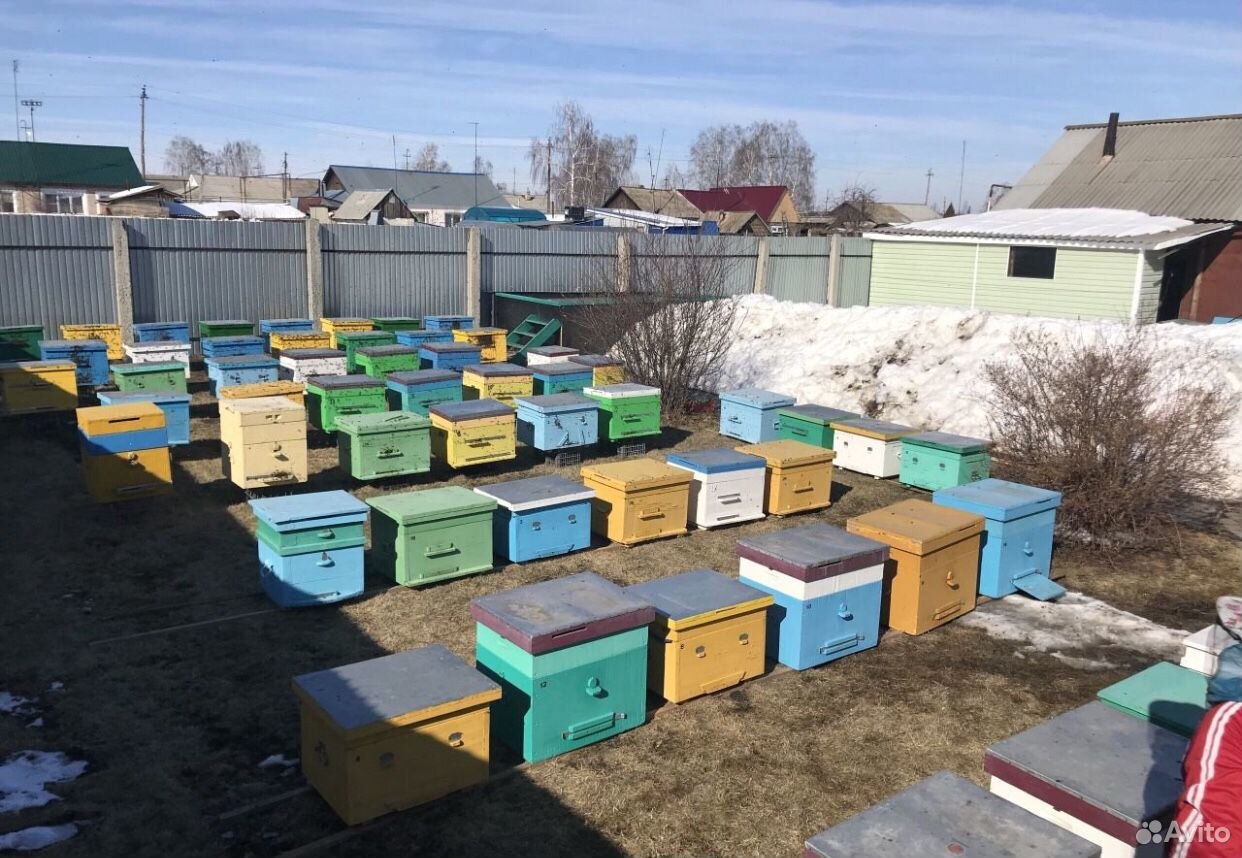 Пчелосемьи карпатки 8-10 рамок купить на Зозу.ру - фотография № 1