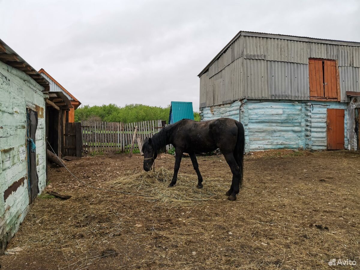 Продается лошадь(конь) купить на Зозу.ру - фотография № 5