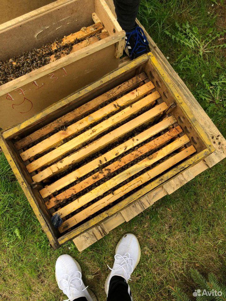 Пчёлы. пчело-пакеты купить на Зозу.ру - фотография № 5