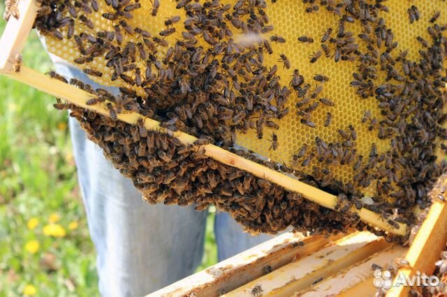 Пасека: 25 ульев с пчелосемьями и оборудованием купить на Зозу.ру - фотография № 2