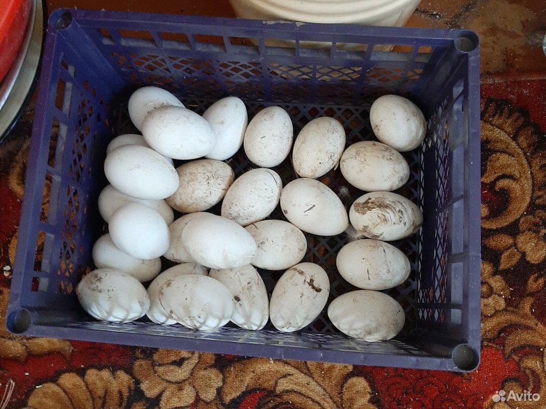 Гусинные яйца купить на Зозу.ру - фотография № 1