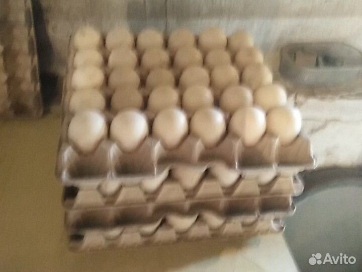 Продажа свежих утиных яиц купить на Зозу.ру - фотография № 1