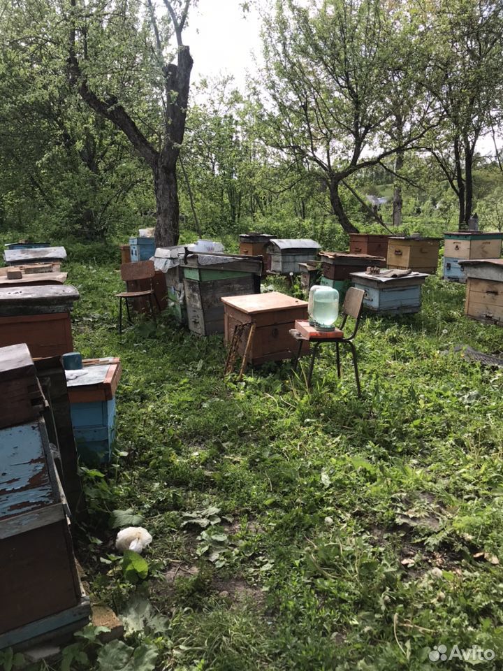 Продаются пчёлы купить на Зозу.ру - фотография № 3