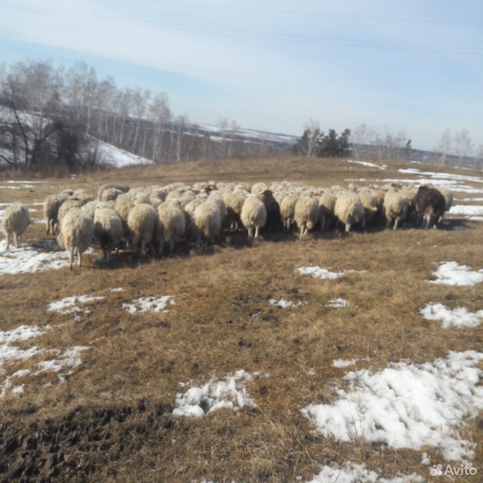 Продам овец.баран ягнята купить на Зозу.ру - фотография № 2