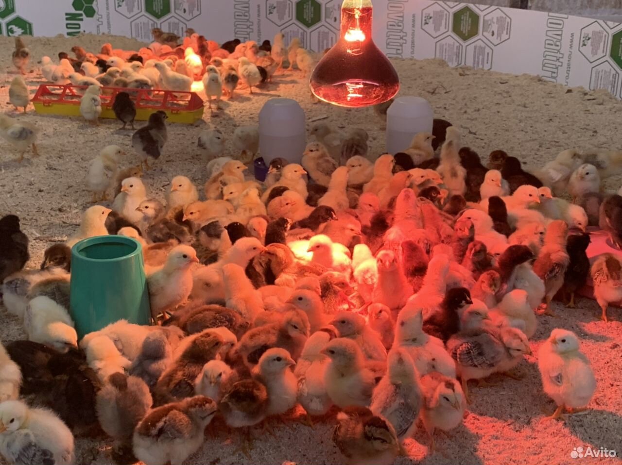 Цыплята суточные, месячные, яйца и для инкубации купить на Зозу.ру - фотография № 1