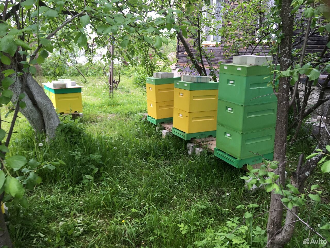 Продаю пчёл купить на Зозу.ру - фотография № 3