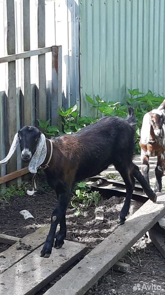Англо нубийская коза купить на Зозу.ру - фотография № 1