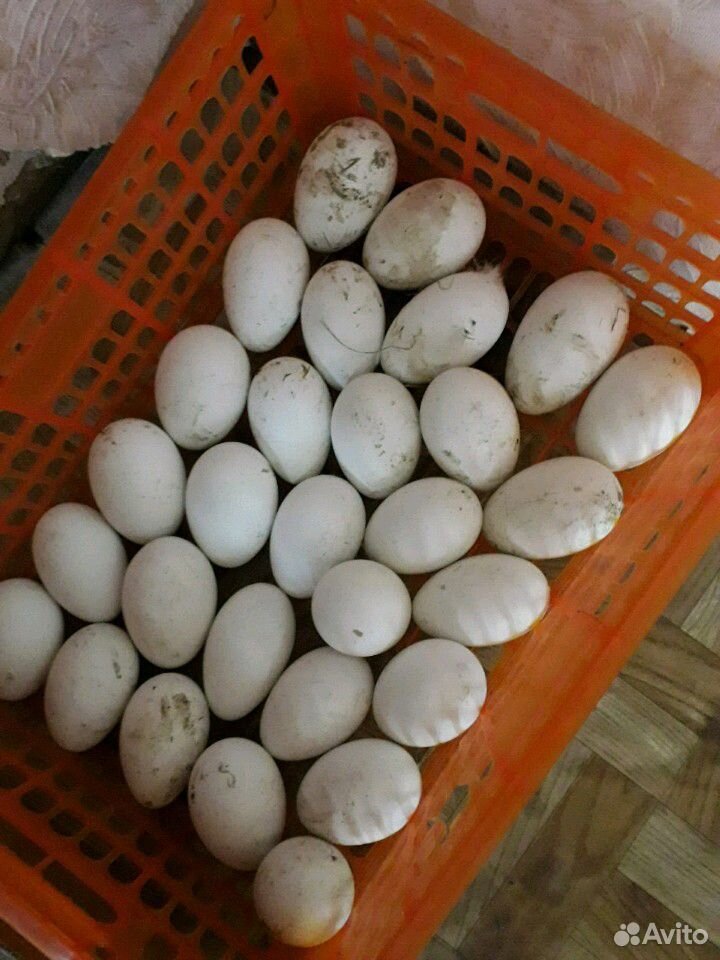 Яйцо гуся инкубационое купить на Зозу.ру - фотография № 2