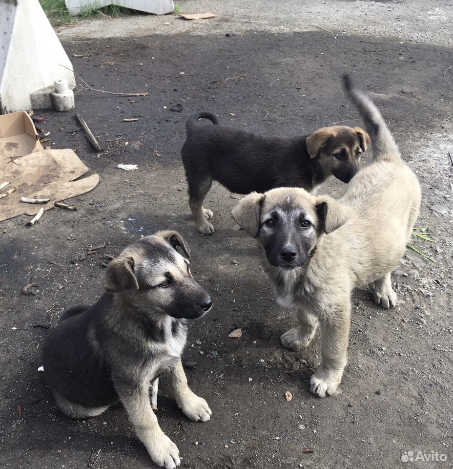 Собаки, дворняги купить на Зозу.ру - фотография № 3