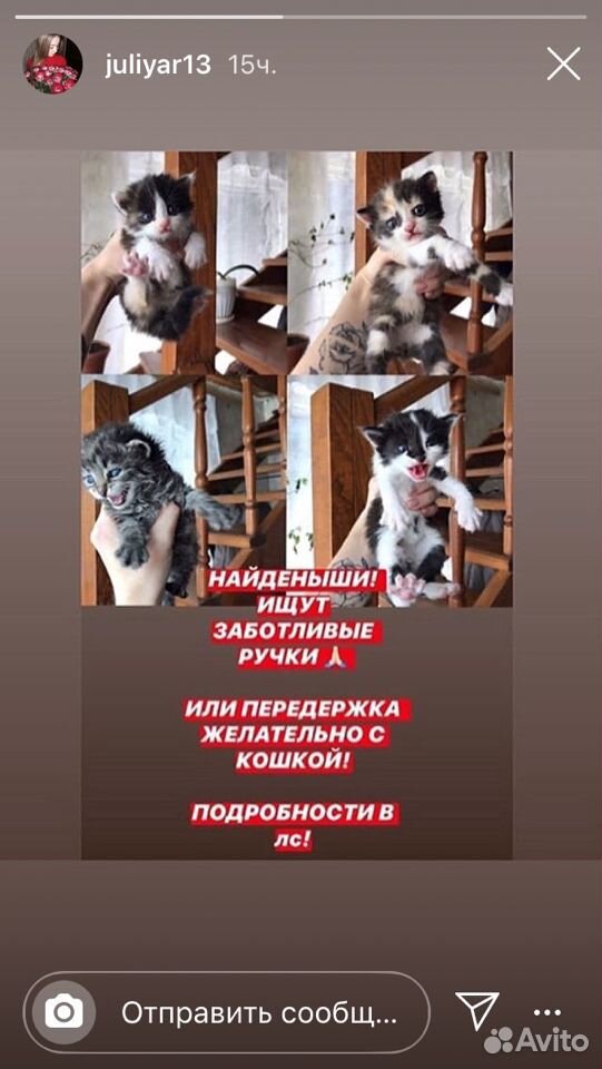Котяточки купить на Зозу.ру - фотография № 5