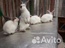 Кролики другие животные купить на Зозу.ру - фотография № 1