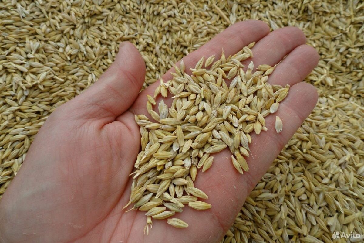 Пшеница, ячмень купить на Зозу.ру - фотография № 2
