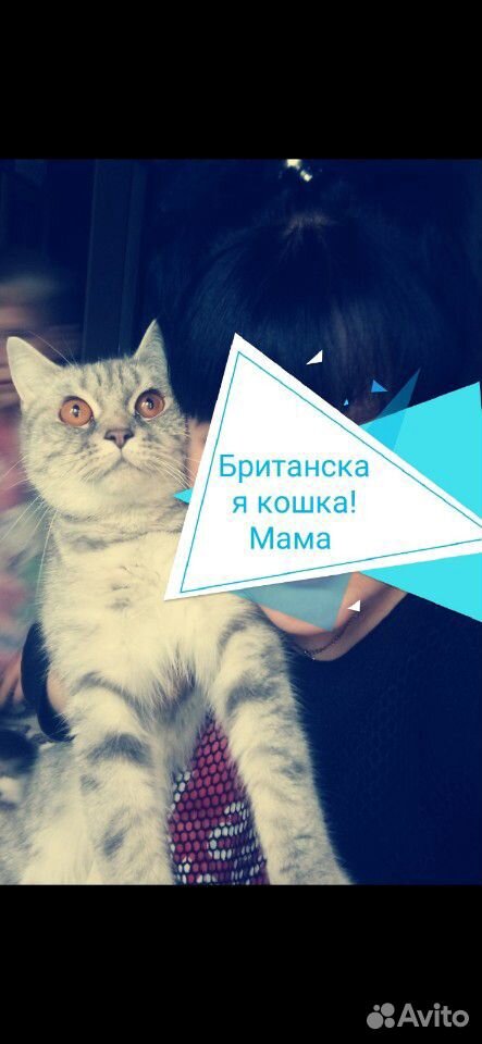 Продам британского котёнка купить на Зозу.ру - фотография № 5