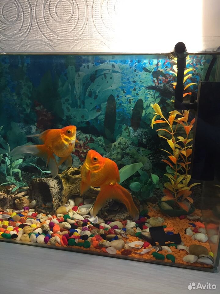 Продам 2 золотые рыбки с аквариумом купить на Зозу.ру - фотография № 2