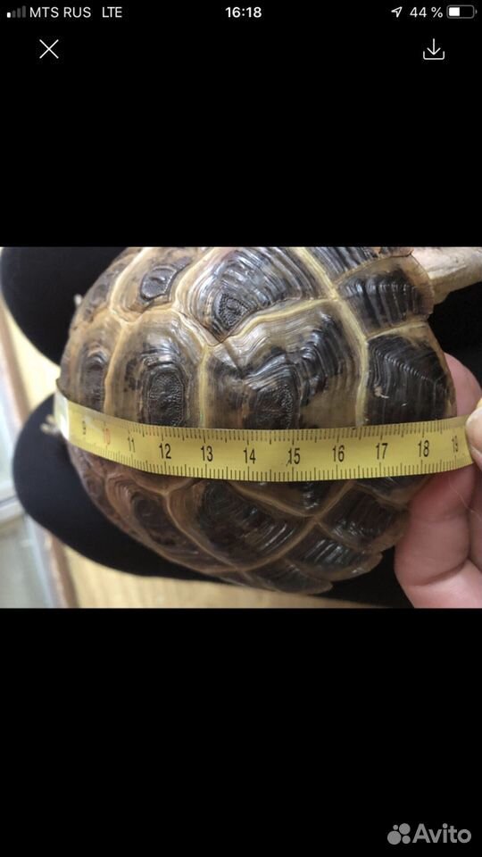 Сухопутная черепаха большая (мальчик) купить на Зозу.ру - фотография № 5
