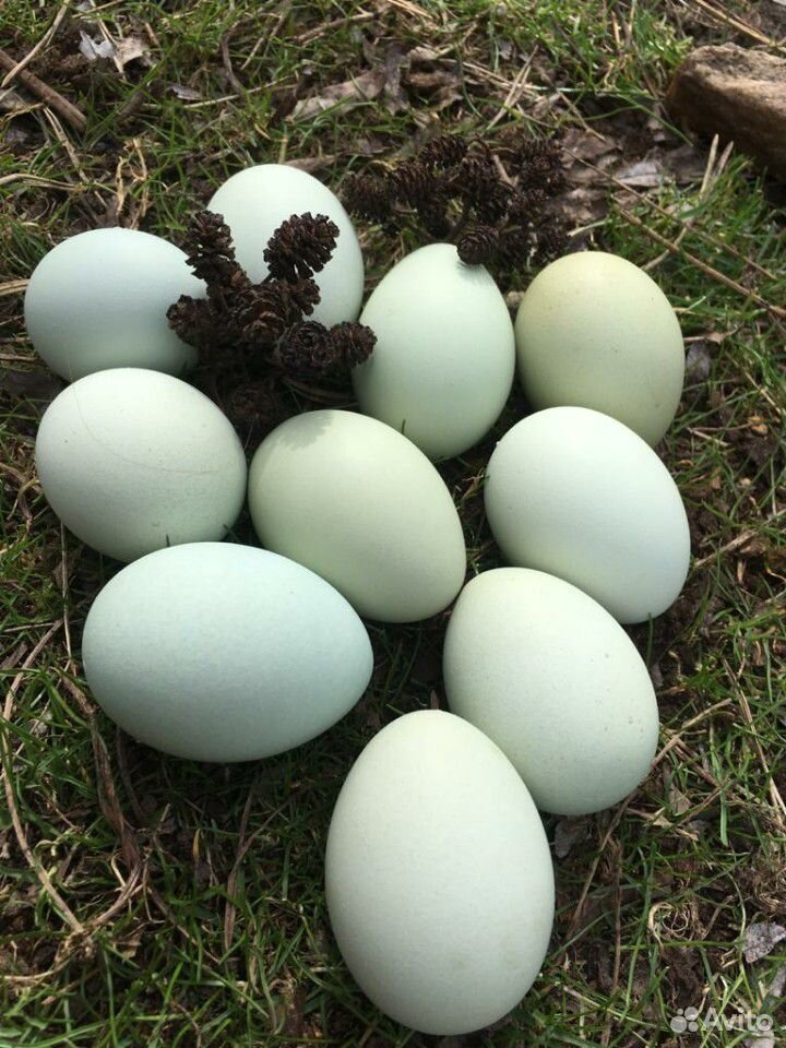 Яйцо инкубационное лакеданзи купить на Зозу.ру - фотография № 2