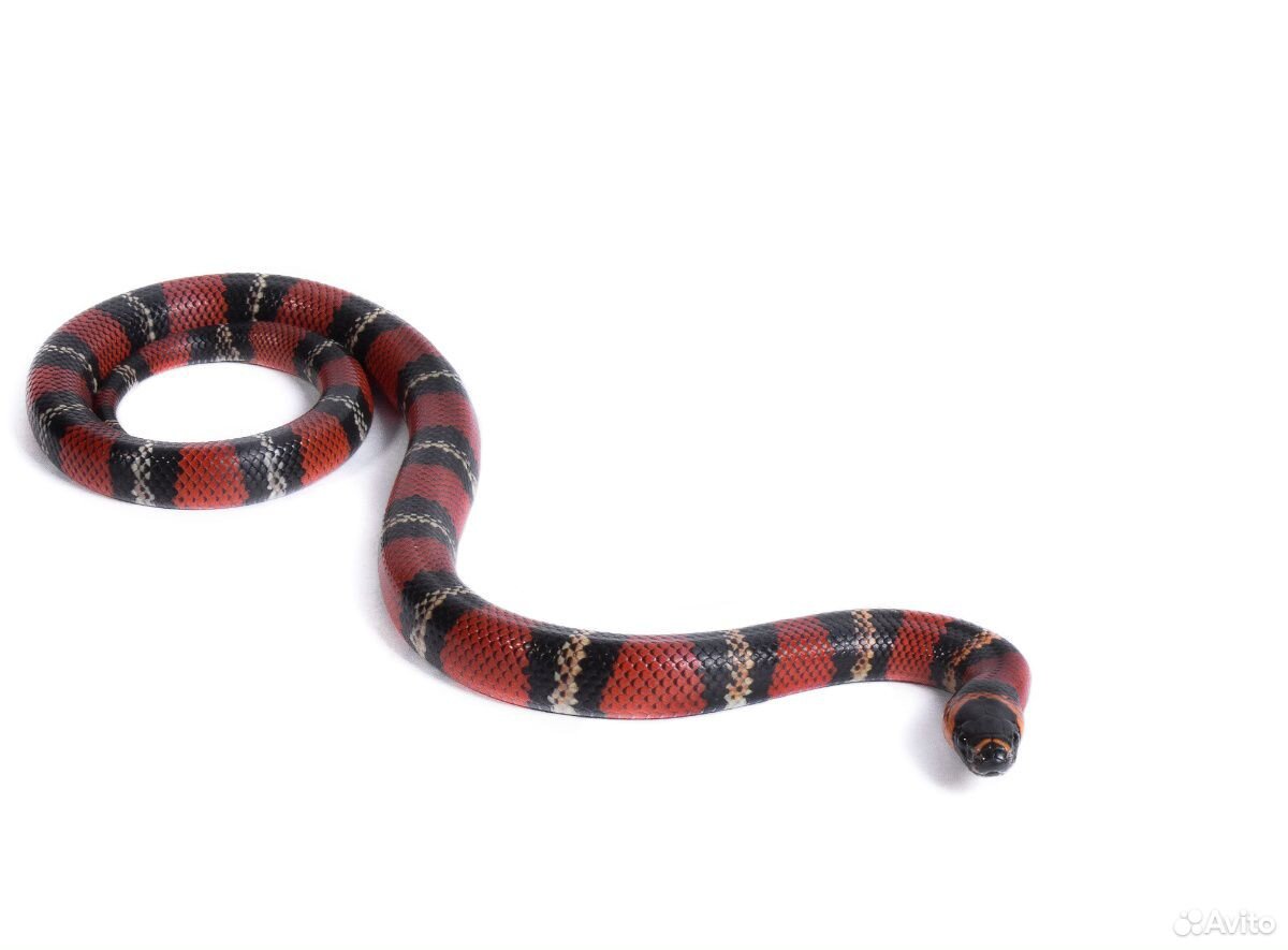 Поперечнополосатая Королевская змея. На корм змее продадите. Геншин купить змея. T. hondurensis.