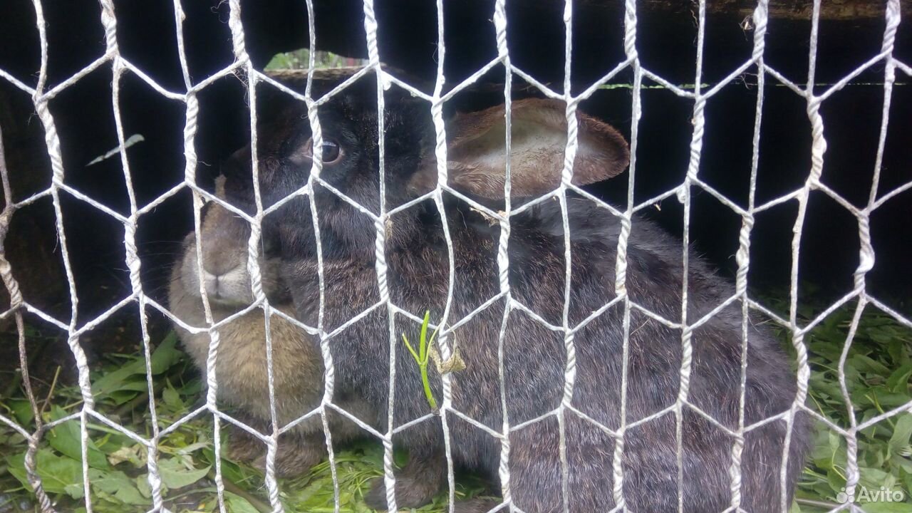 Кролики на мясо, на племя купить на Зозу.ру - фотография № 2