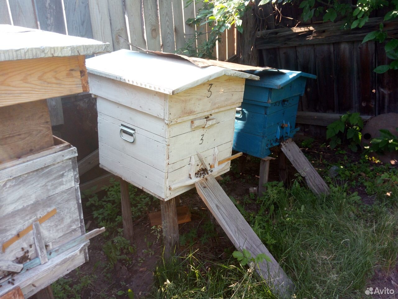 Продам пчёл купить на Зозу.ру - фотография № 4