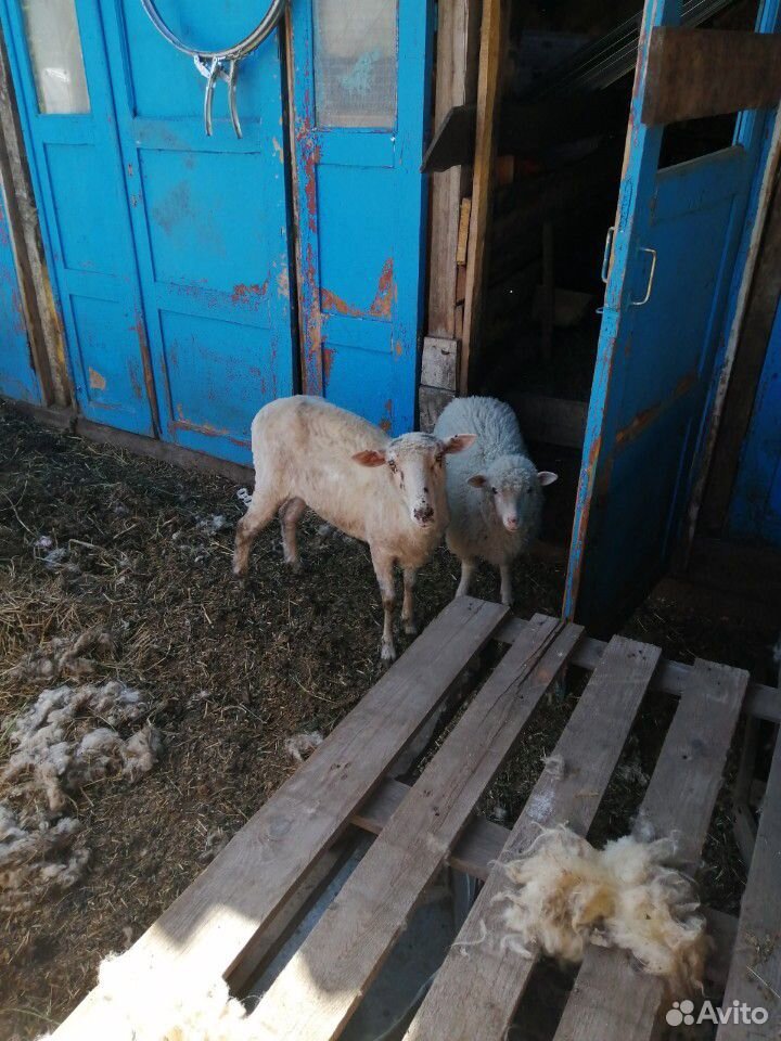 Козла и казел овца с ягнёнком купить на Зозу.ру - фотография № 2