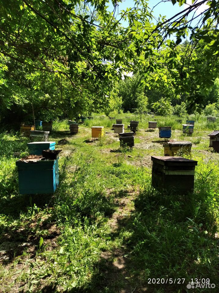 Продам пчёл рои купить на Зозу.ру - фотография № 3