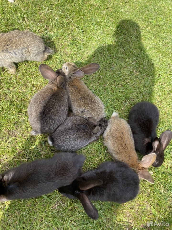 Кролики живые и мясо купить на Зозу.ру - фотография № 3