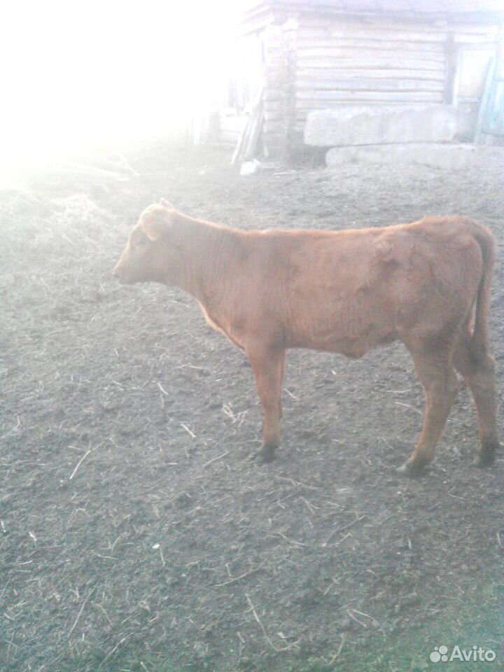 Корова с теленком купить на Зозу.ру - фотография № 2