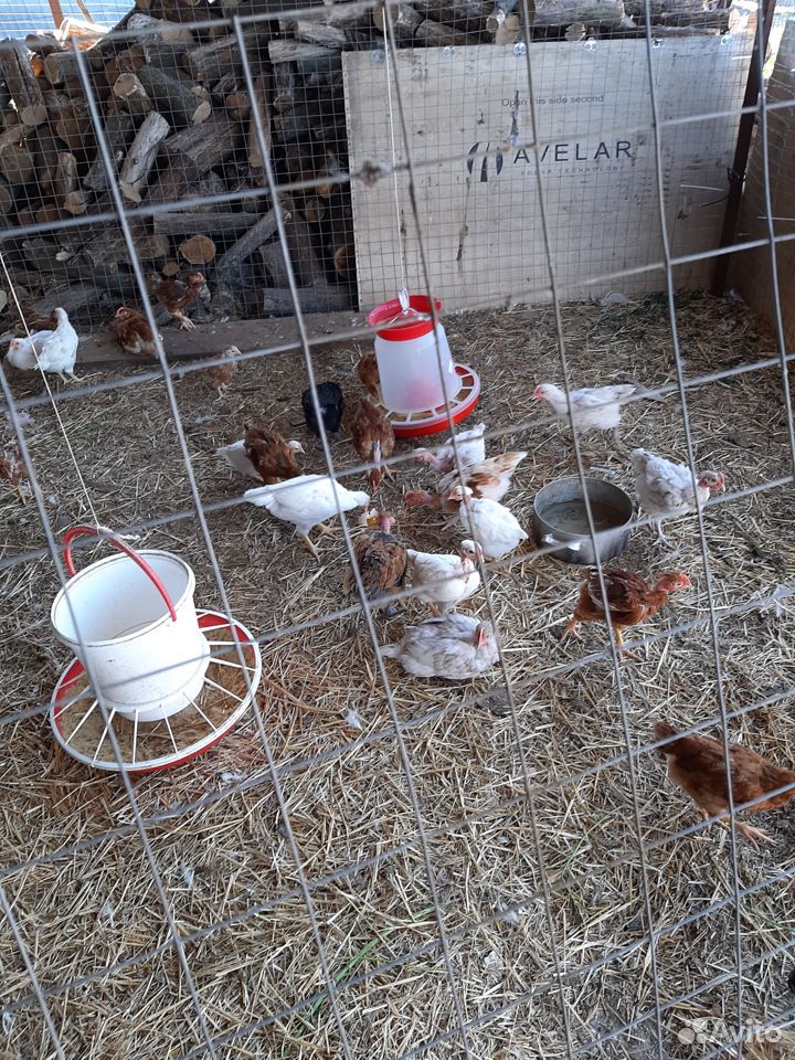 Продаются цыплята подрощенные от домашних кур купить на Зозу.ру - фотография № 1