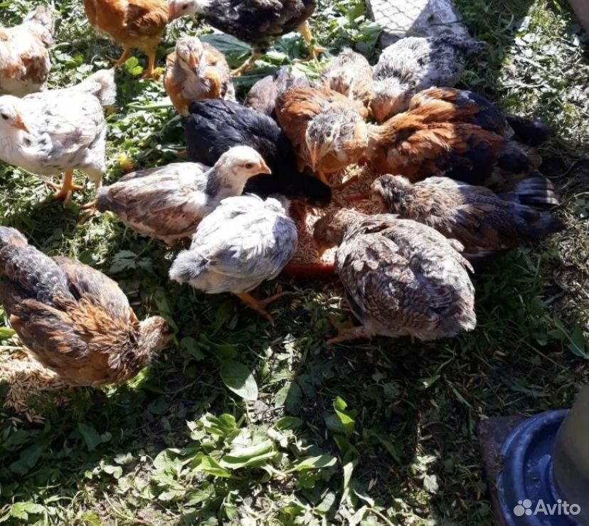 Цыплята 1 месяц 10 дней купить на Зозу.ру - фотография № 1