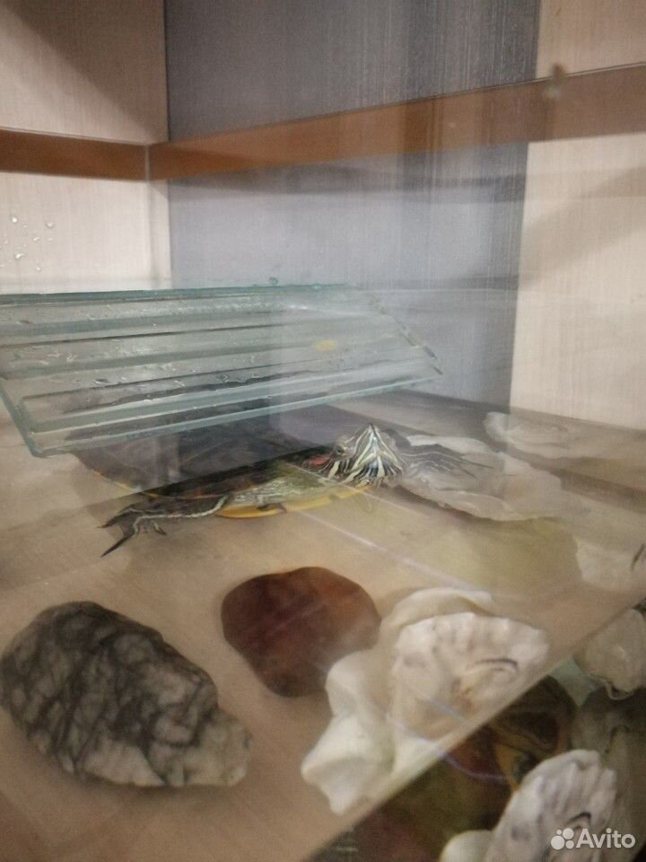 Продам красноухую черепаху купить на Зозу.ру - фотография № 2
