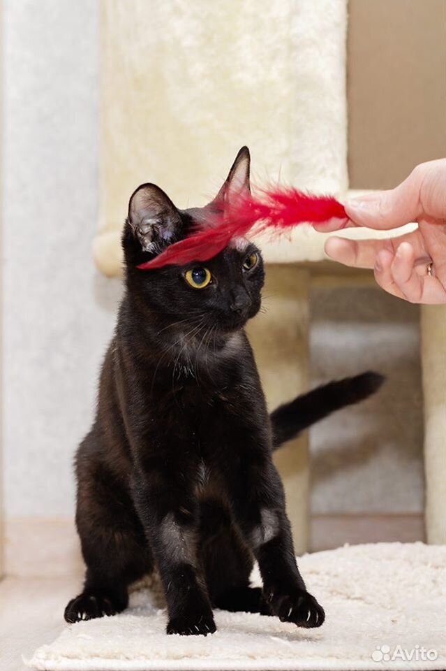 Глухой котенок