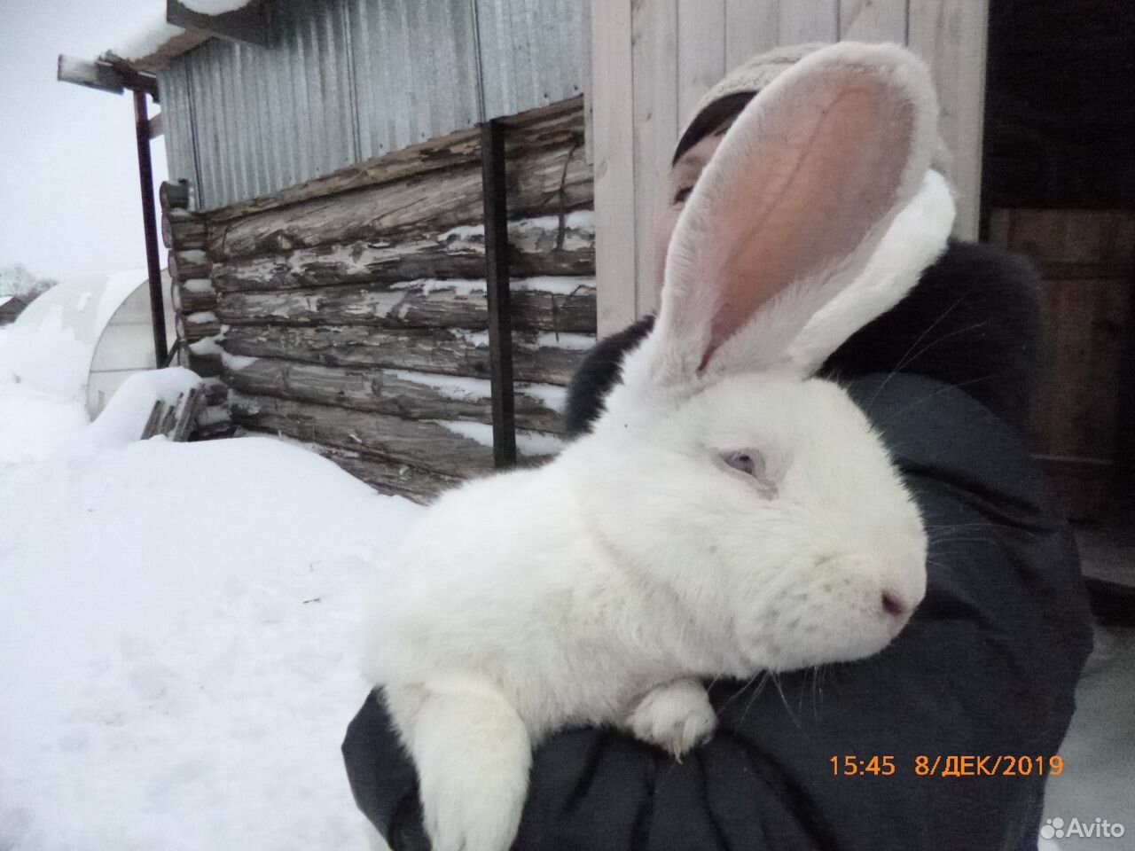 Племенные кролики "Фландер" и "Ризен голд" купить на Зозу.ру - фотография № 3